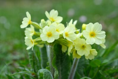 Primroses in winter: successfully protecting from frost