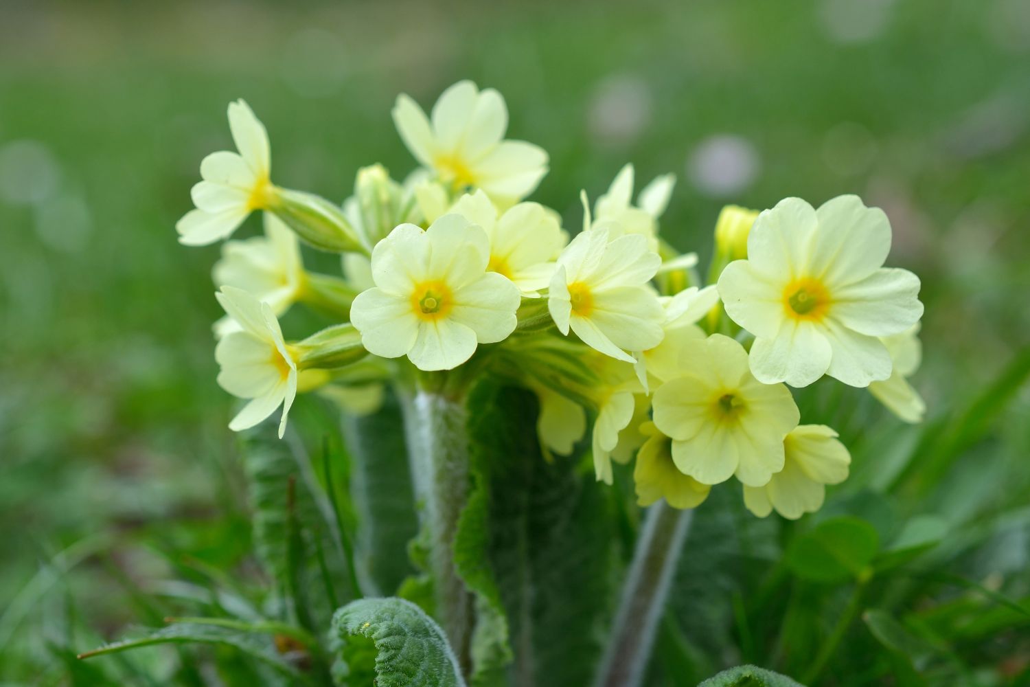 Delicately yellow primrose flowers