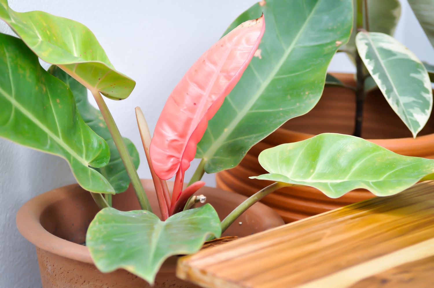 Philodendron 'Prince of Orange' in a bright spot