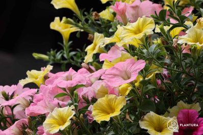 Propagating petunias from seed or by cuttings
