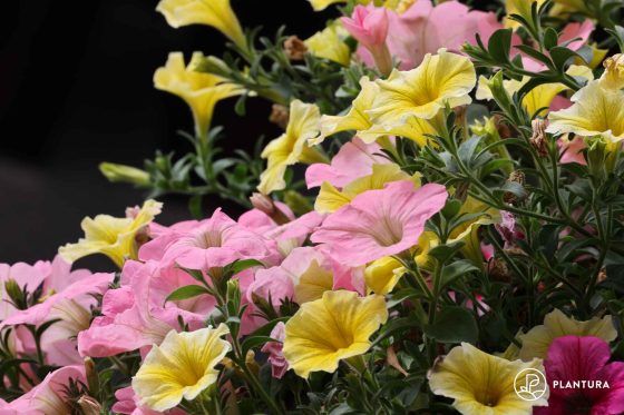 Propagating petunias from seed or by cuttings