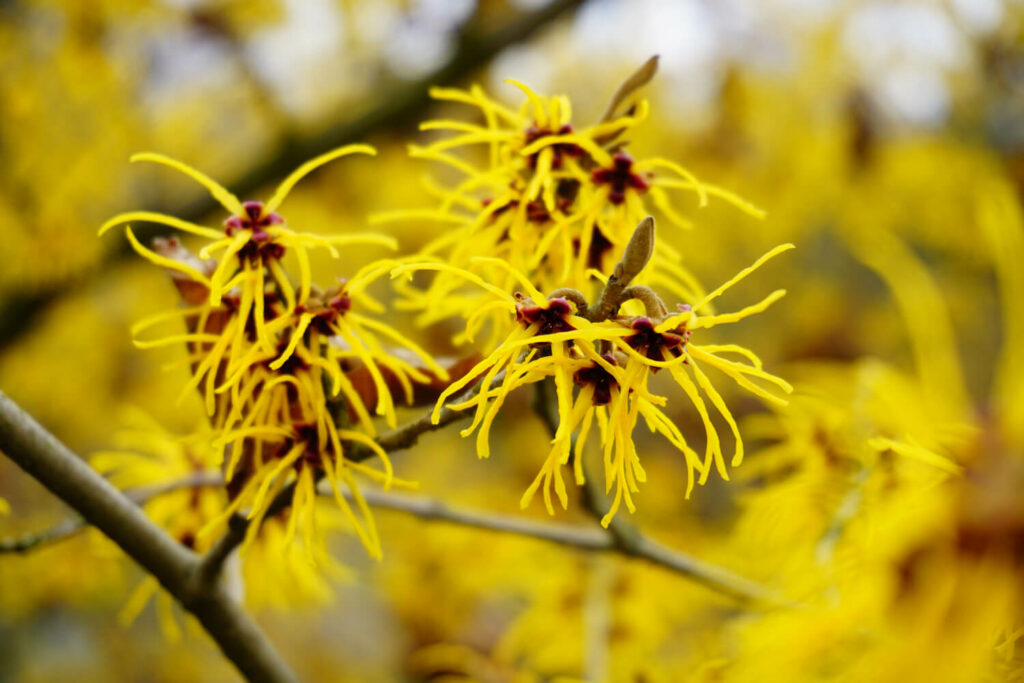 yellow spider-shaped hamamelis flowers