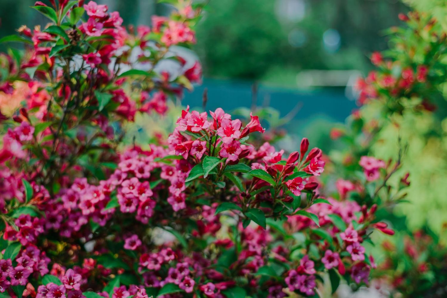 Weigela in full pink bloom