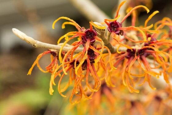 Pruning witch hazel: pro tips for proper pruning