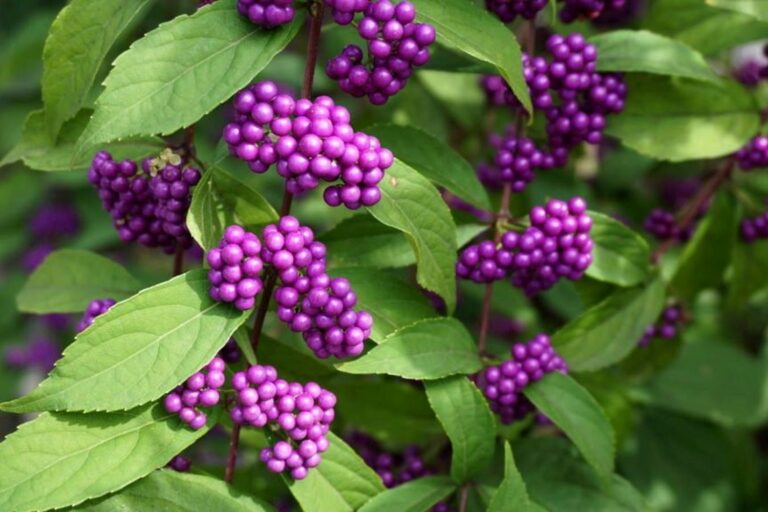 10 shrubs & trees for a colourful autumn garden Plantura