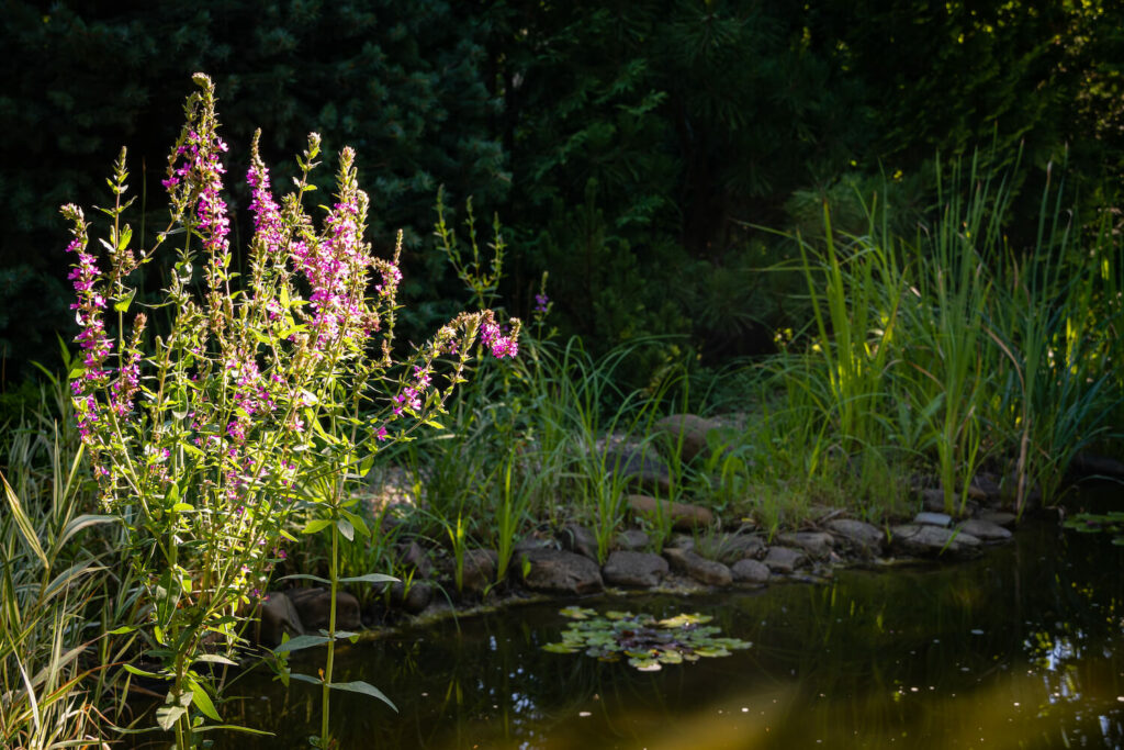 Garden pond with purple loosestrife