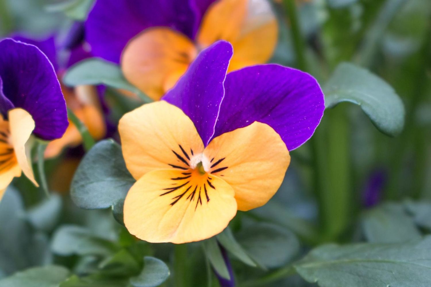 A purple and orange pansy flower