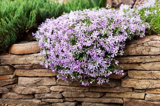 Phlox douglasii: all about planting & care of tufted phlox