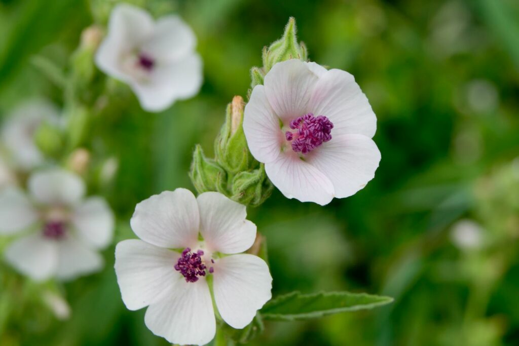 Two marsh mallow flowers up close