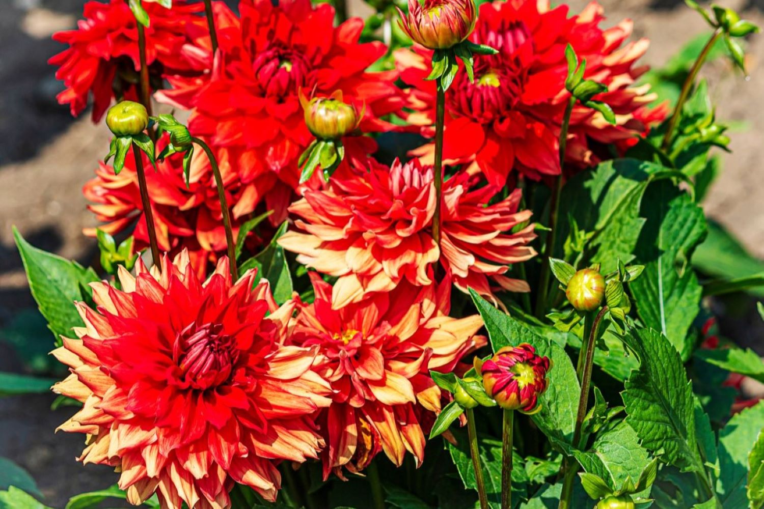 Dahlias profile, growing & care Plantura