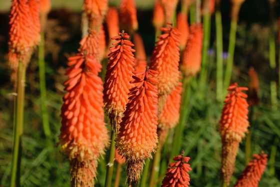 Red-hot poker: planting, propagating & overwintering Kniphofia