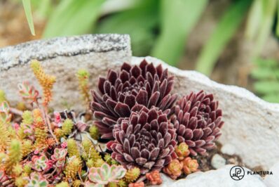 Houseleek: winter hardiness, propagation & flowering time of Sempervivum