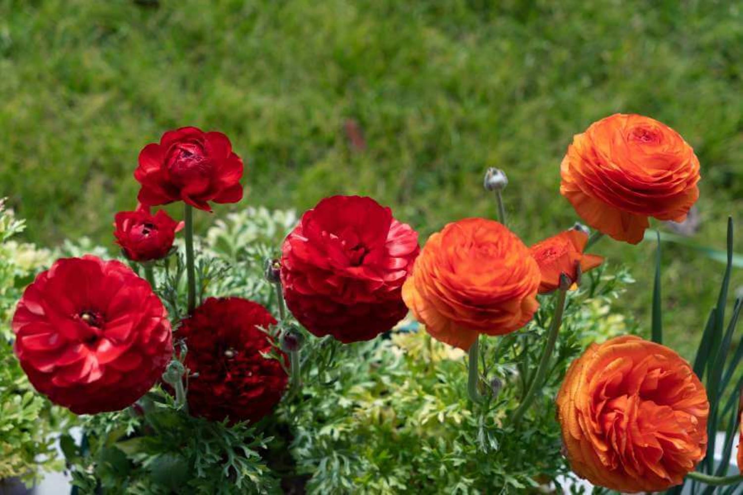 Red and orange flowers of the Persian buttercup
