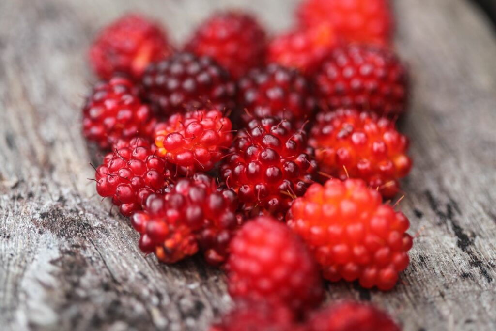 Red fruit of the salmonberry