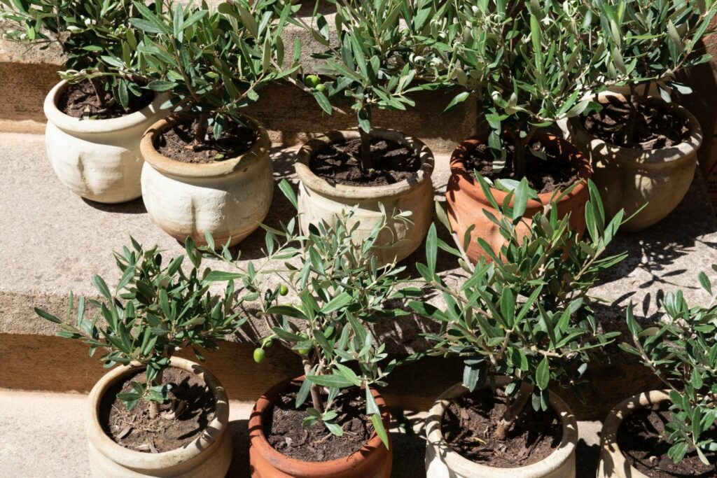 Newly repotted olive trees