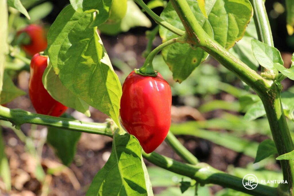 Ripe red chillies on the vine
