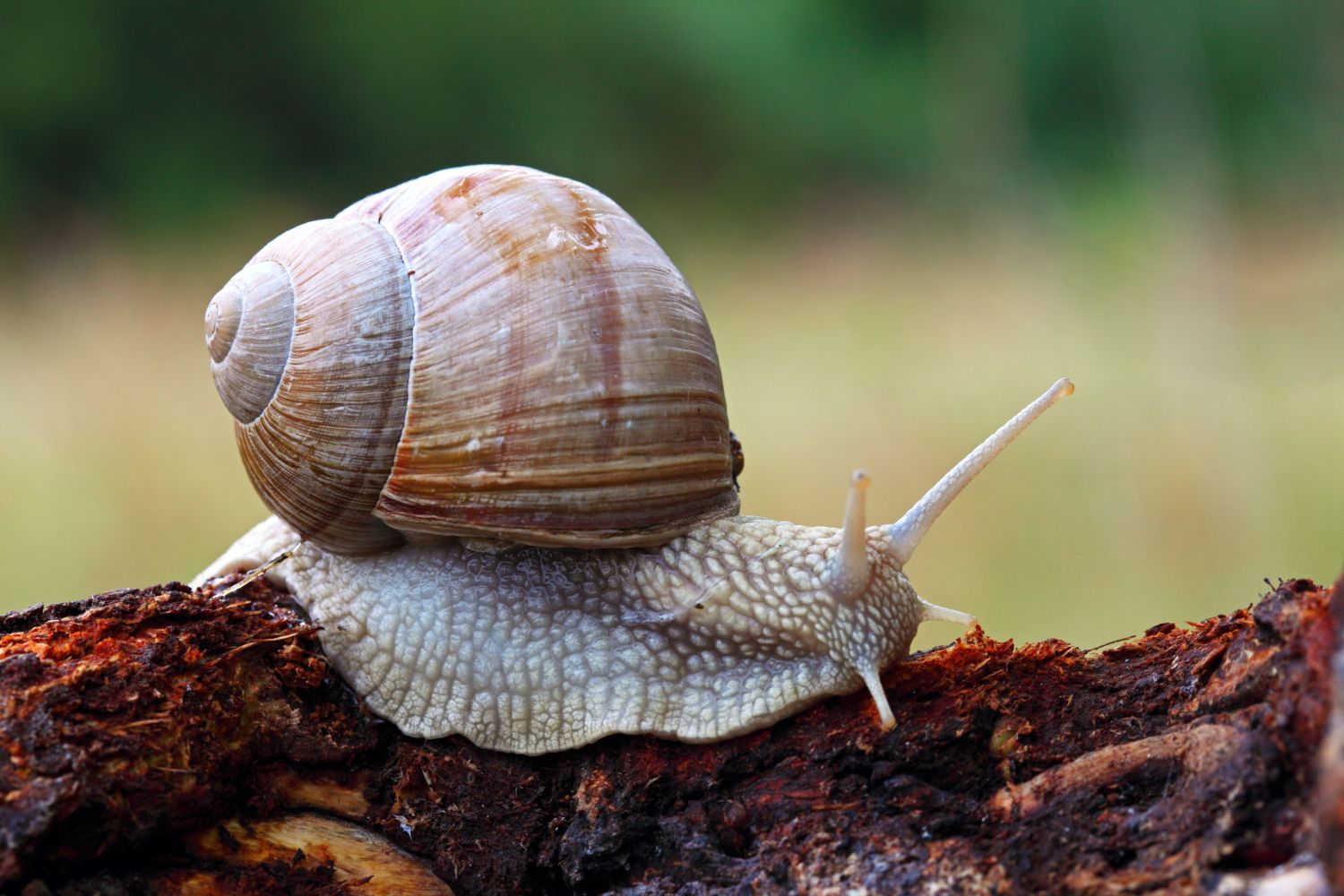 Romain snail in garden
