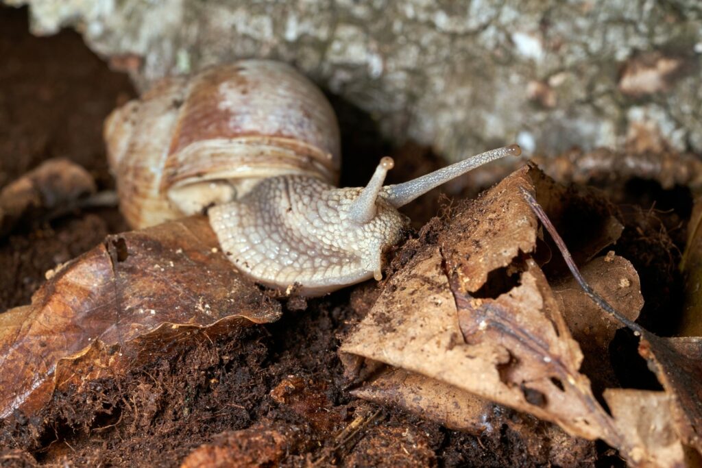 Roman snail among old leaves