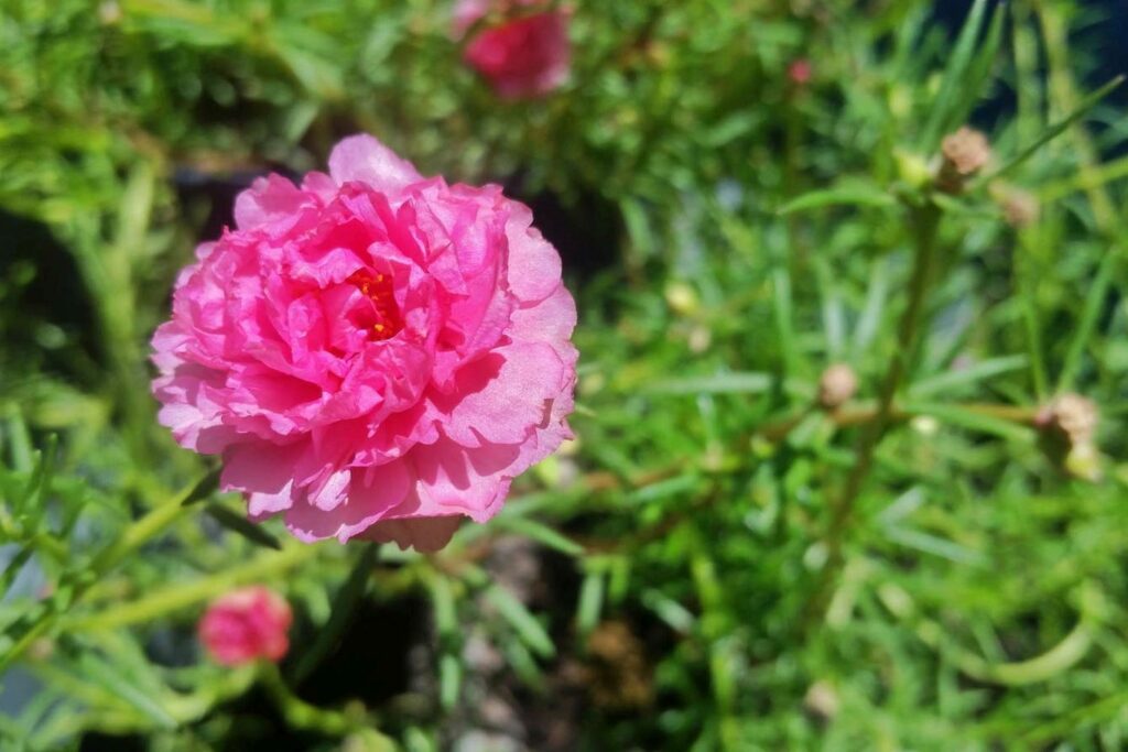 pink double flower