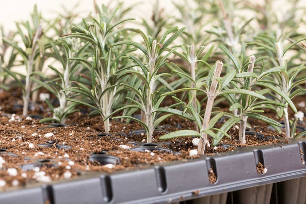 Rosemary cuttings in starter tray