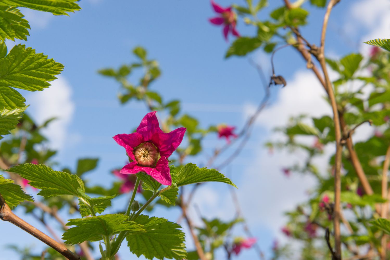 Salmonberry tips on growing & care Plantura