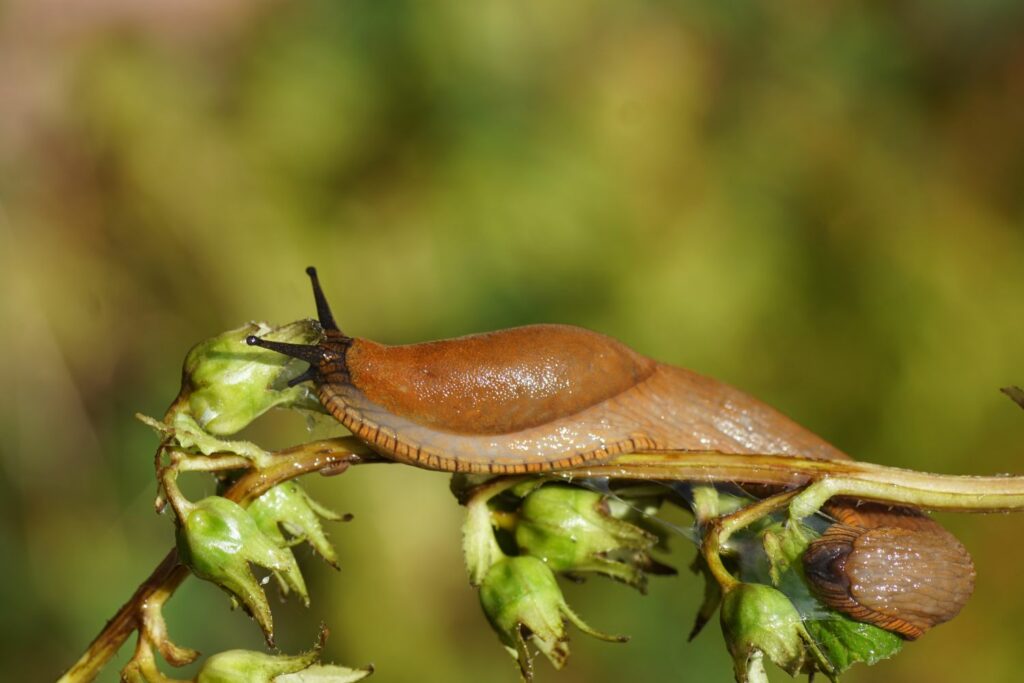 Slug balancing on a stem