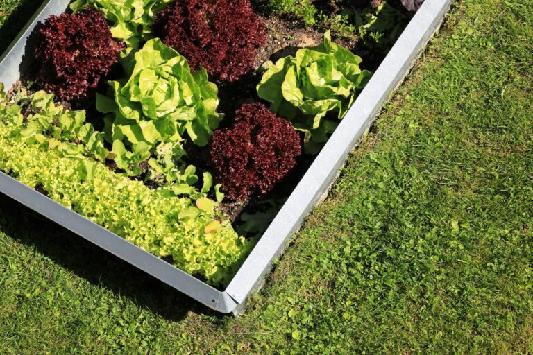 Slug Guard Slug barriers with collars and fences - Plantura