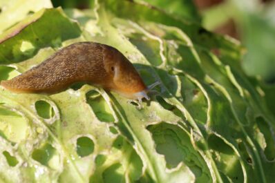 Snail protection: how to effectively get rid of slugs and keep them away