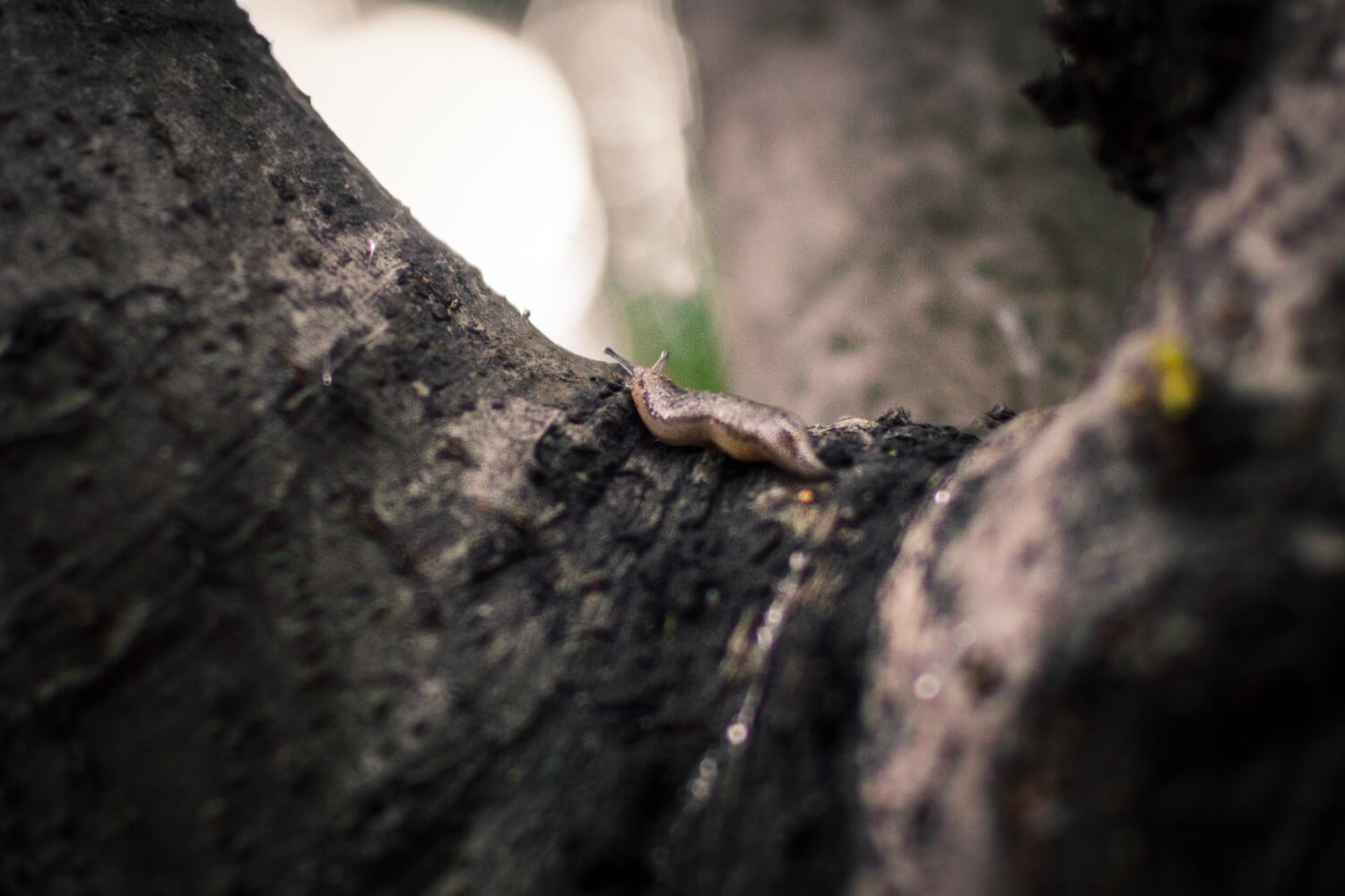 Slug In Rack Snail traps: Everything you need to know - Plantura