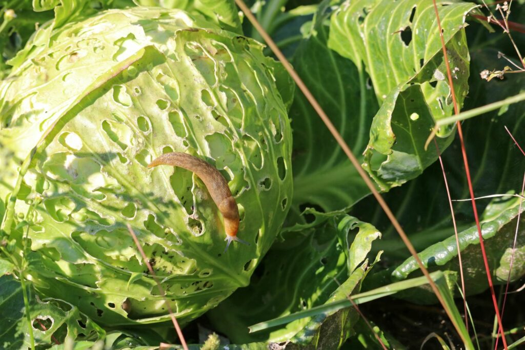 Slug eating head of lettuce