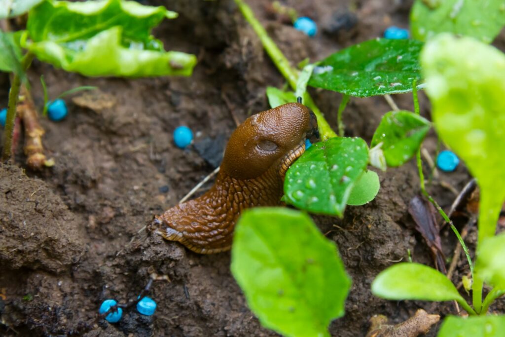 slug pellets in garden with slug