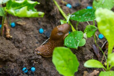 Slug pellets: organic options, toxicity & how to use them correctly