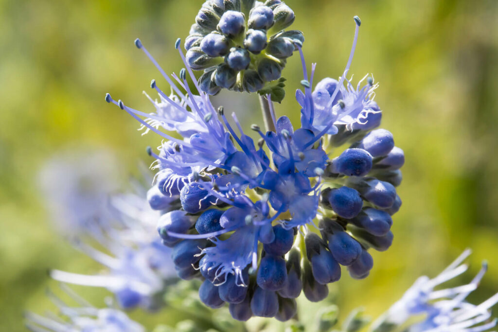 Small blossoms of the Caryopteris