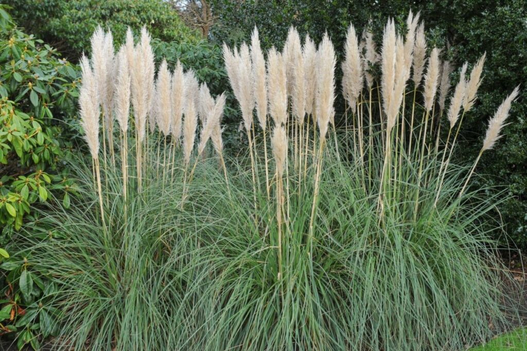 Clumped pampas grass plants