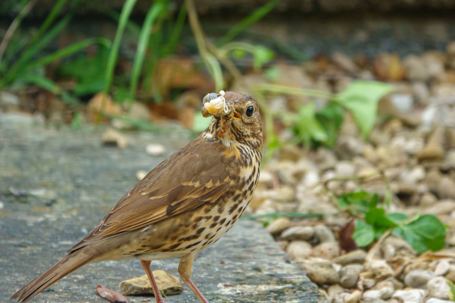 Snails way of life, predators and more Plantura