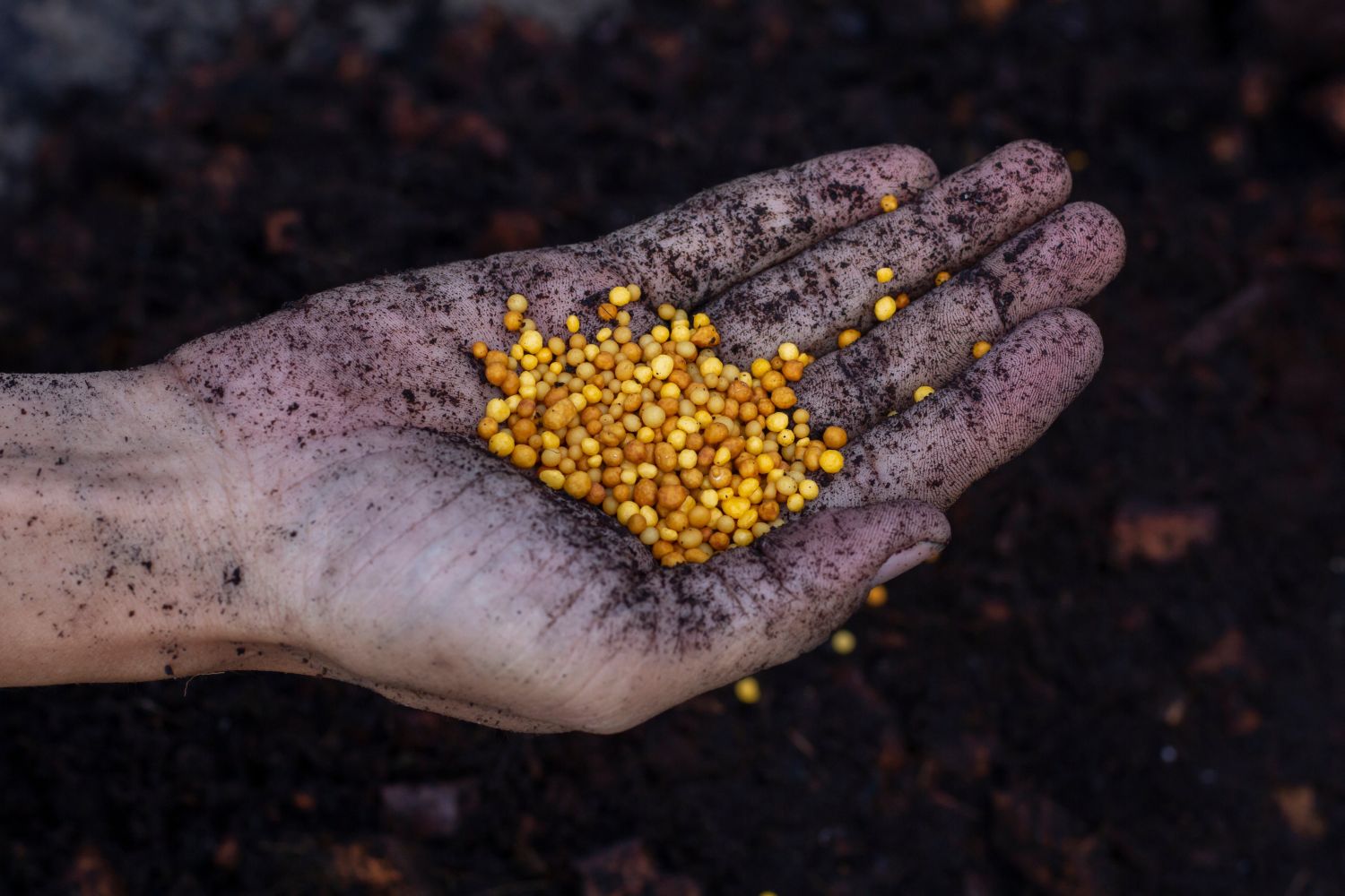 Hand full of yellow fertiliser beads