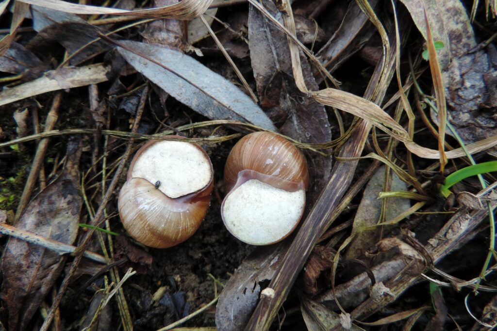 Snail shells with hibernation lids