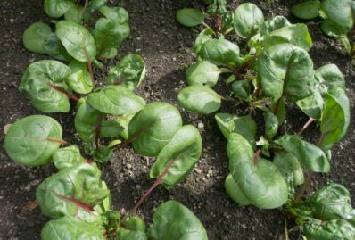 Types of spinach: the best spinach varieties for the garden