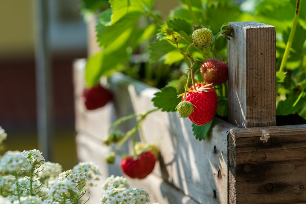 red strawberries in a raised bed