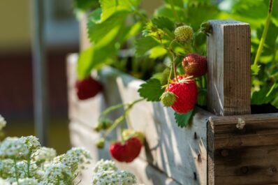 Growing strawberries in raised beds