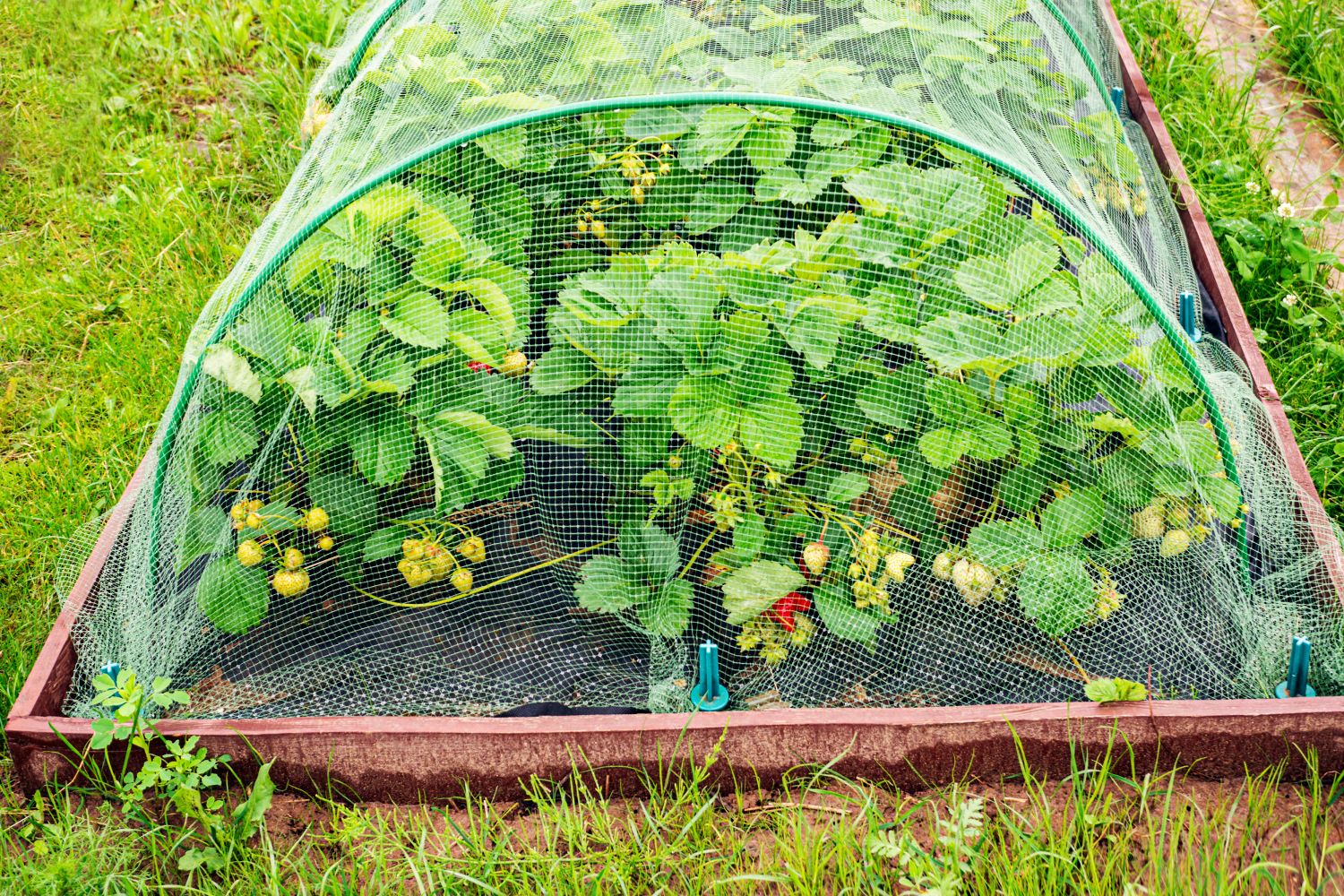 how-to-grow-strawberries-in-raised-beds-plantura