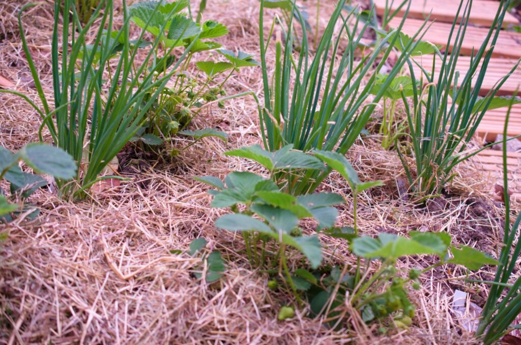 Strawberry plants growing with onions