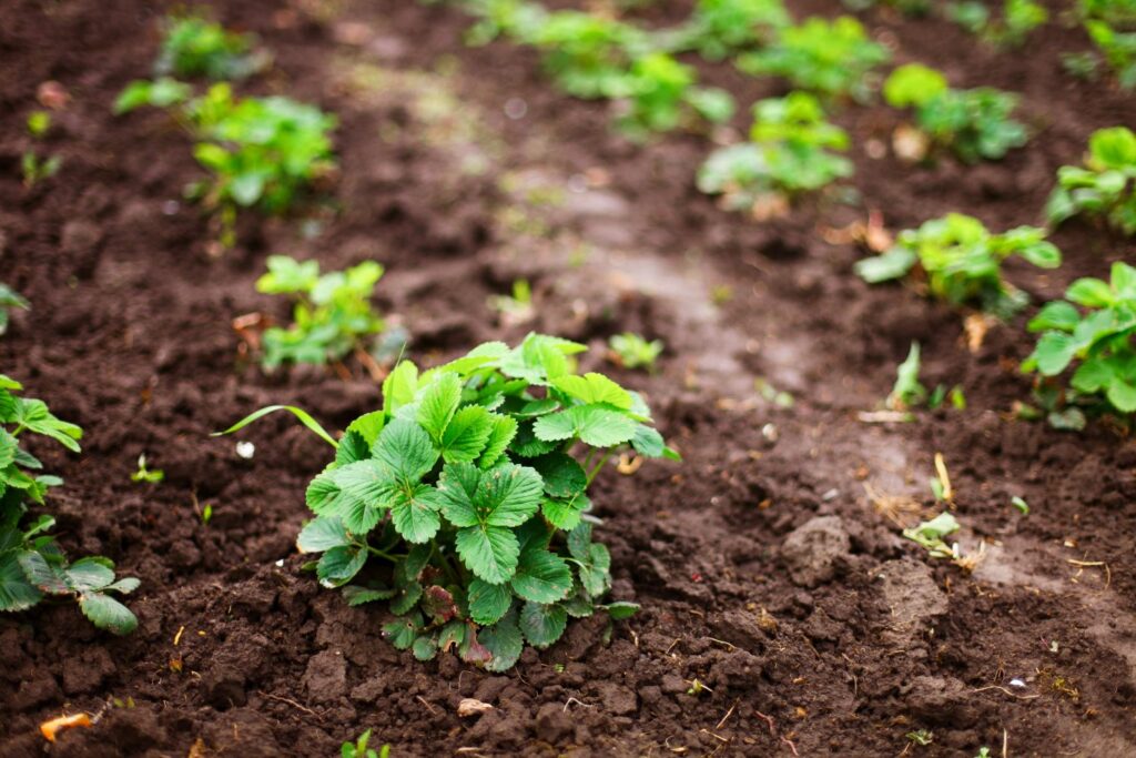 Strawberry plants growing in rows