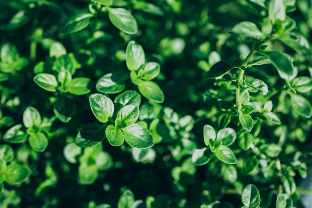 Close up of thyme leaves