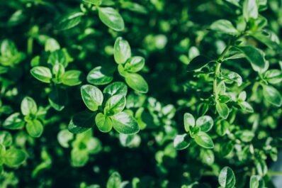 Planting thyme: growing, care & overwintering