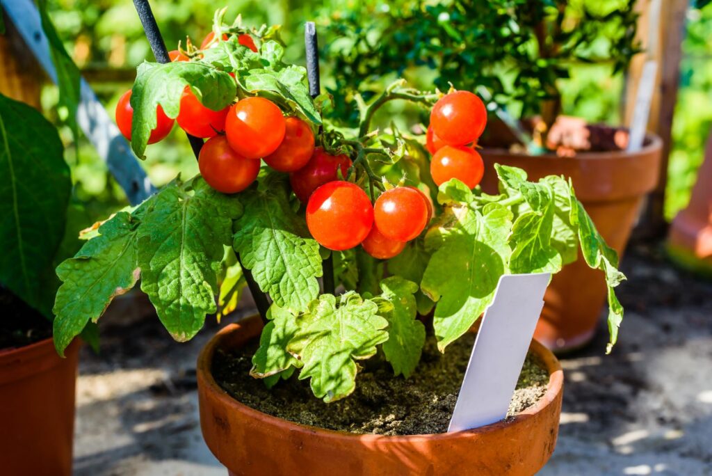 A tomato plant in a container