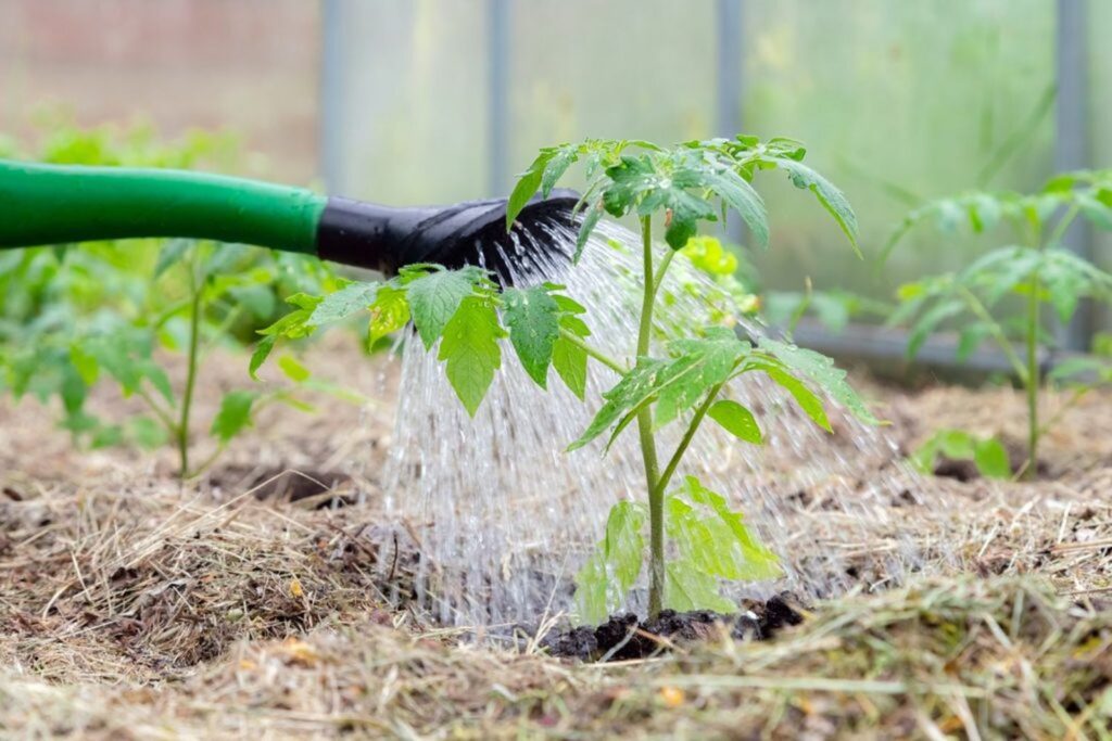 A watering can watering a tomato plant