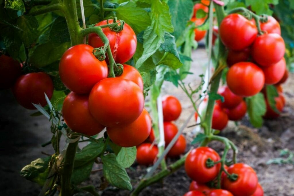Bright red tomatoes on the vine