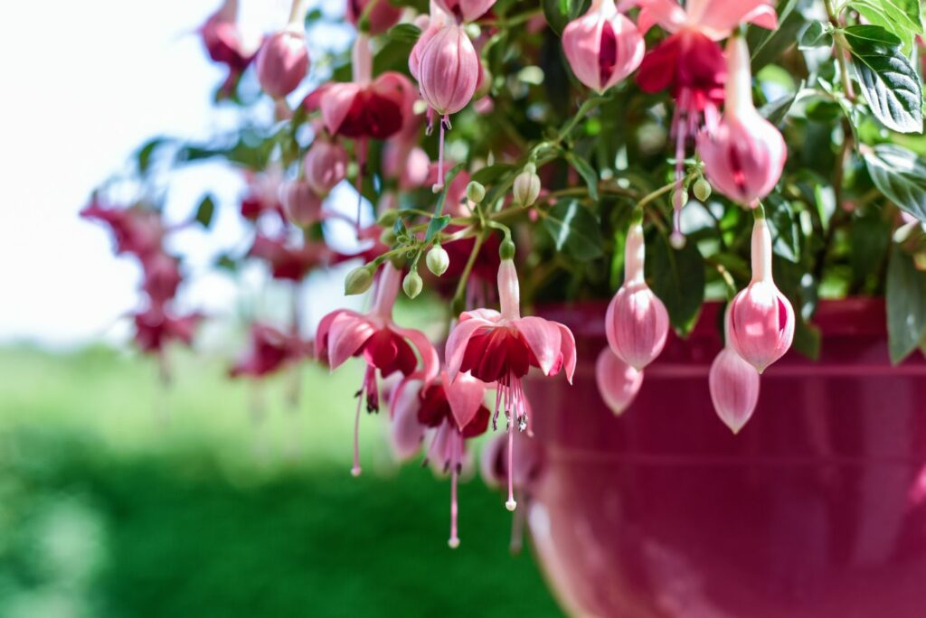Pink fuchsia in a pink pot