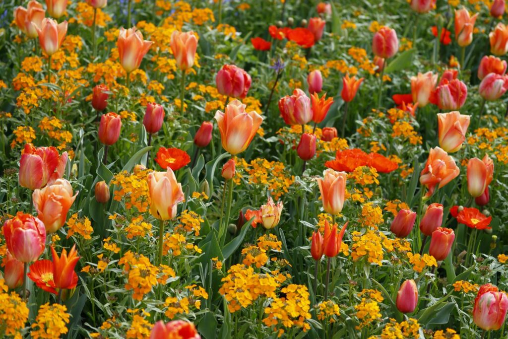 Orange and yellow wallflowers and tulips